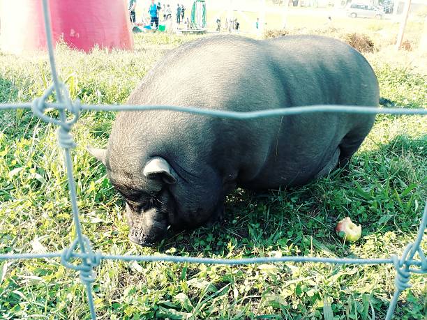 A fattened black pig walking through its pen on a sunny day.