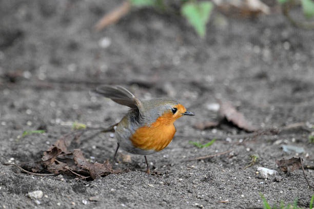 portrait of a robin against a grey background