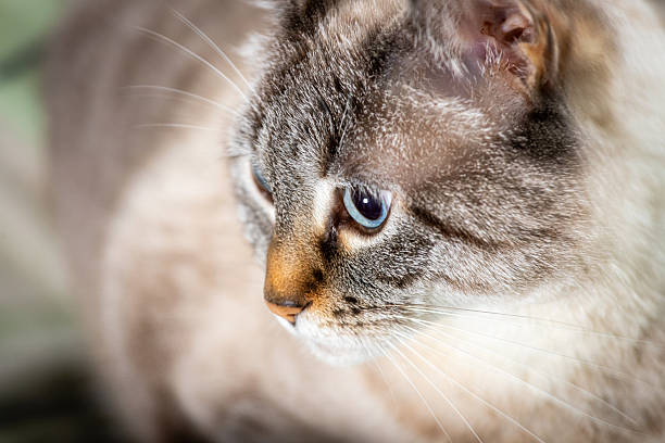 Domestic animal photography.