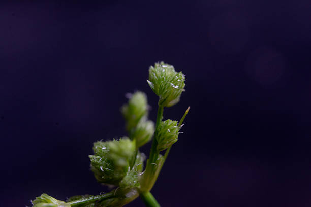 Macro photograph of a wildflower.