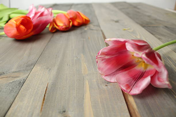 Orange pink tulips on a gray background with space for text. blank for greeting cards.