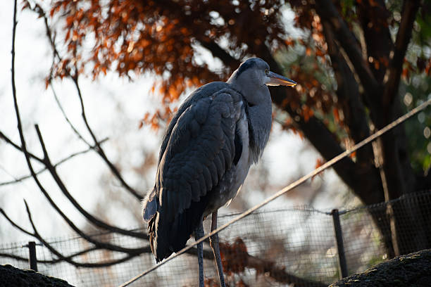Grey heron standing on a rock in an autumn zoo setting. Side view shows long legs, sharp beak, and layered feathers against warm fall foliage and soft natural light.