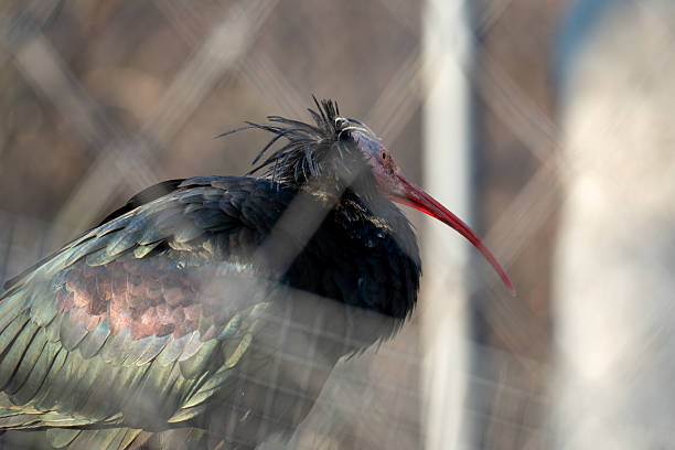 Northern bald ibis with iridescent dark feathers and long red curved beak, seen through enclosure fencing. Wildlife portrait highlighting conservation, captivity, and endangered species.