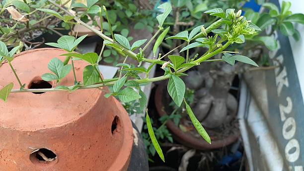 Maman lanang (Cleome rutidosperma) plant in the garden. Also known as fringed spider flower, or purple cleome.