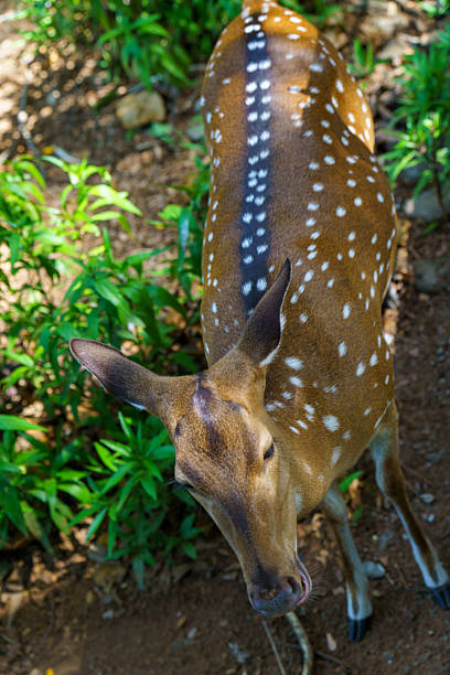 A deer with white spots on its back is standing in a field of green grass. The deer appears to be looking at the camera, and its back is visible, showing the white spots