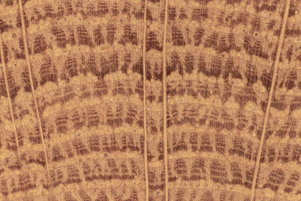 Wood cell structure close-up showing distinct growth rings and intricate organic patterns