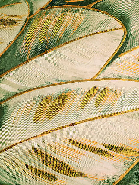Green and gold abstract texture photo featuring organic flowing pattern with layered striped detail in emerald, cream, and golden tones. High-resolution contemporary art photography showcasing elegant gradient effect with natural brushstroke texture and artistic composition. Professional abstract photo perfect for luxury branding, elegant design projects, nature-inspired marketing campaigns, and sophisticated backgrounds with copy space. Ideal for social media content, presentation materials, advertising banners, 4K desktop wallpapers, phone wallpaper, and digital media about elegance and contemporary design.