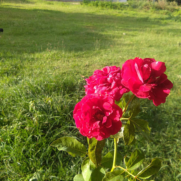 Red Climbing Roses Blooming in Rural Garden Meadow