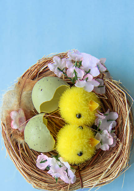 High angle view of a decorative bird nest featuring two fluffy yellow chicks and speckled eggshells. The nest is surrounded by delicate spring flowers on a soft green and blue bokeh background. Perfect for Easter greeting cards, seasonal promotions, and spring-themed creative projects.