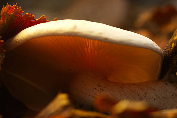 White mushroom blends into the forest floor, gills glow red in the soft light, large cap with gills glows reddish in the light, forest floor, autumn colors on the forest floor, luminous mycelium