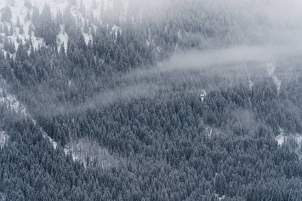 Dense conifer forest on steep mountain slope near Kasprowy Wierch covered in fresh snow, aerial perspective with mist drifting between treetops and strong winter atmosphere