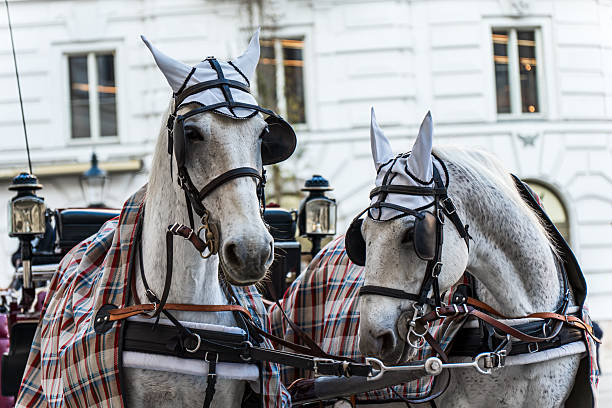 Driver with horse carriage waits for customers in Niagara Falls, Ontario, Canada on a sunny day.