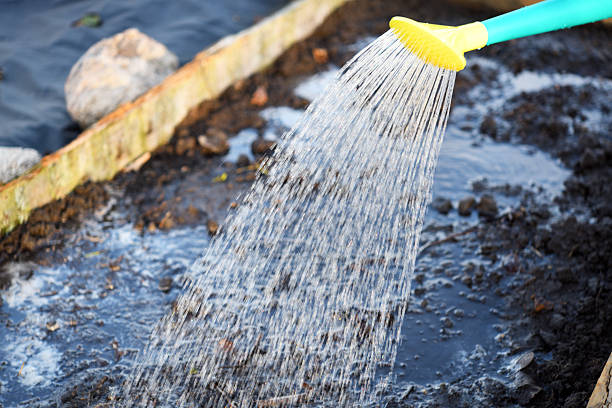 Close-up of watering a garden bed using a watering can with a spray nozzle.