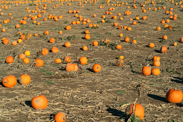 Large pumpkin field ready for harvest on sunny fall day, capturing agricultural production and seasonal change.