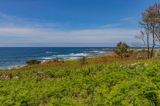 Green coast of Galicia in the Pontevedra area with lush vegetation and rocky shoreline