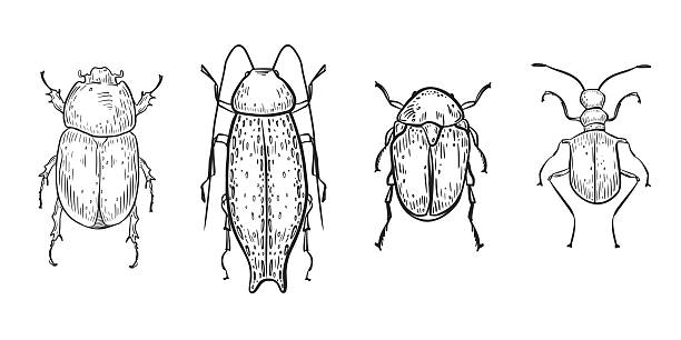 Various vector beetles set with different shapes hand drawn in engraving style. Scarab beetles black white linear illustration. Insects bug for educational material or entomology study objects.