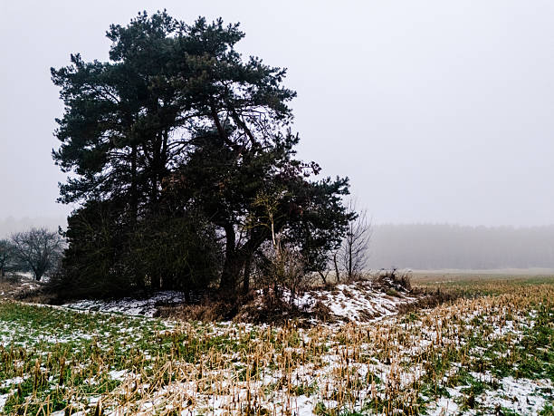 Treelined path with a fox looking for food in a forest on a frosty day in the Bavarian alps, Germany.