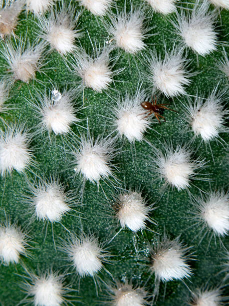 A cactus is shown up close with green pads covered in white spines. A small insect is visible on one of the pads. The scene is bright and clear, highlighting details of the cactus.