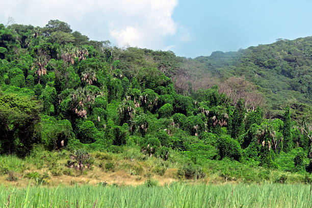 African tropical rainforest. Jozani forest at Zanzibar, Tanzania