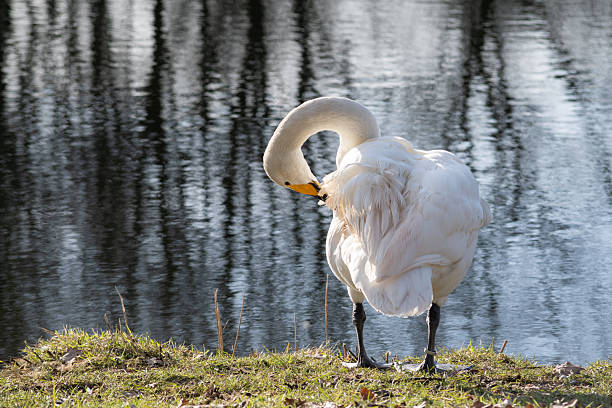 Mute Swan Preening At Waters Edge.