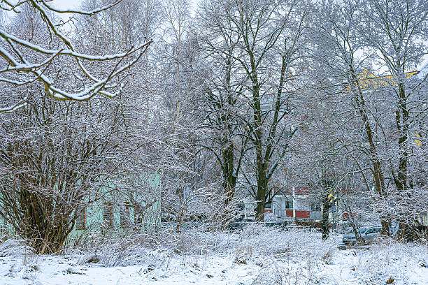 Quiet winter landscape showing a forest path surrounded by trees covered with snow and frost. Soft natural light and muted colors create a calm and peaceful seasonal mood. Perfect for winter landscapes, nature backgrounds, outdoor scenery, or seasonal concepts.