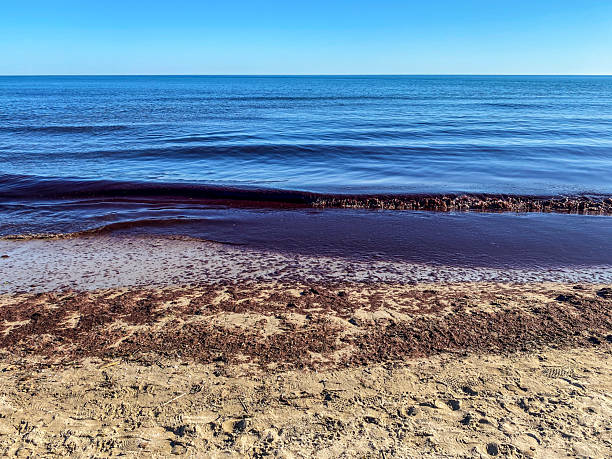 View of beach shore with dirty water under the effect of a red tide in the coast of the Valencian Community in Spain