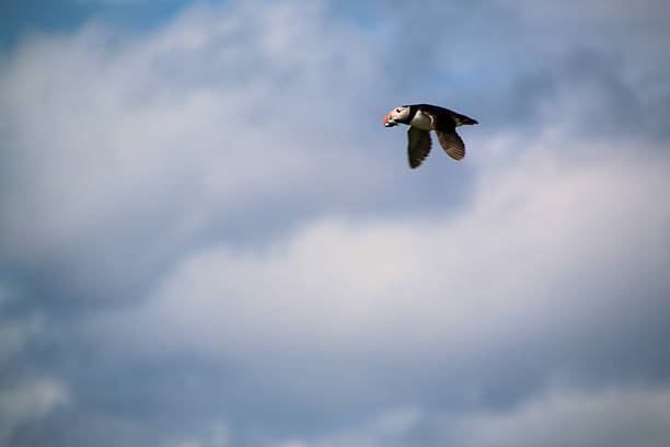 A view of a Puffin in flight on a sunny day