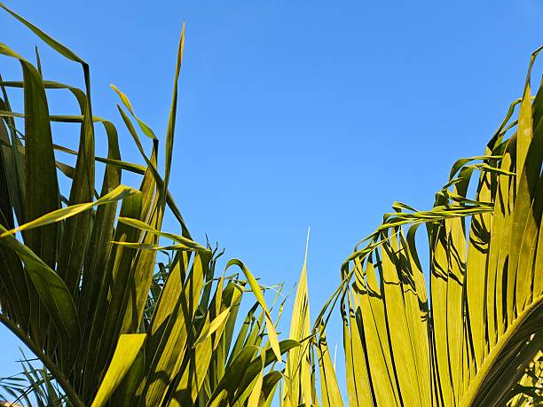 Palm leaves viewed from below against a clear blue sky, creating a natural tropical background with space for text. Suitable for nature, summer, wellness, and travel themes.