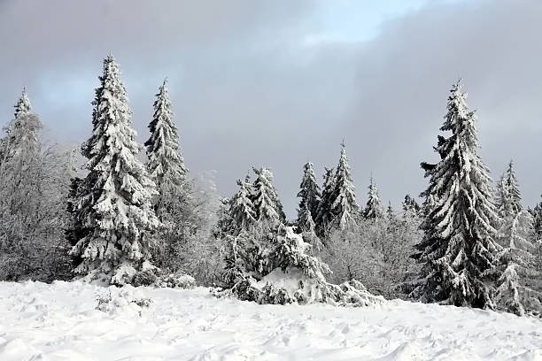 A beautiful winter storm scenery with a wooden hut and trees covered in snow