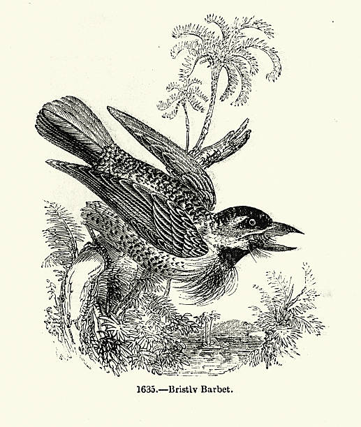 Wildlife, Birds, Bristle-nosed barbet, Vintage illustration 19th Century
