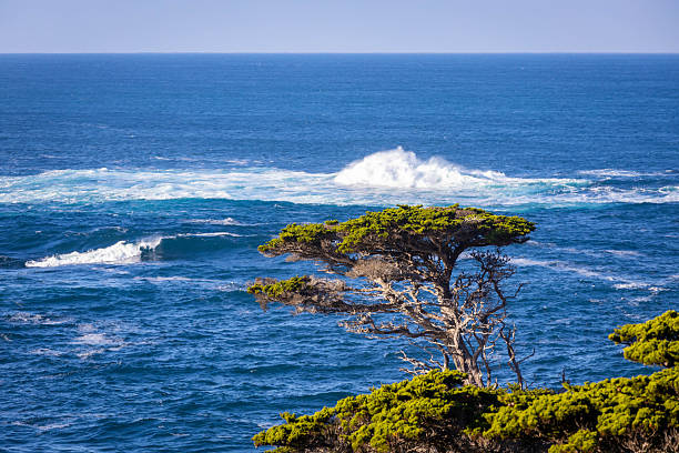 Beautiful sunrise view of Point Lobos coastline in California with ocean cliffs, golden light, and natural seaside landscape