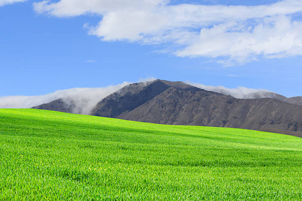 landscape of green field with cloudy sky on day noon light.
