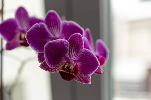 A close-up shot captures delicate pink orchid flowers in full bloom indoors. The soft light emphasizes the subtle details of the petals and stamens, creating a peaceful and elegant image. Ideal for themes related to flowers, nature, interior decoration, and tranquility.