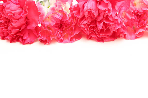 Couple of yellow carnation isolated on a white background.