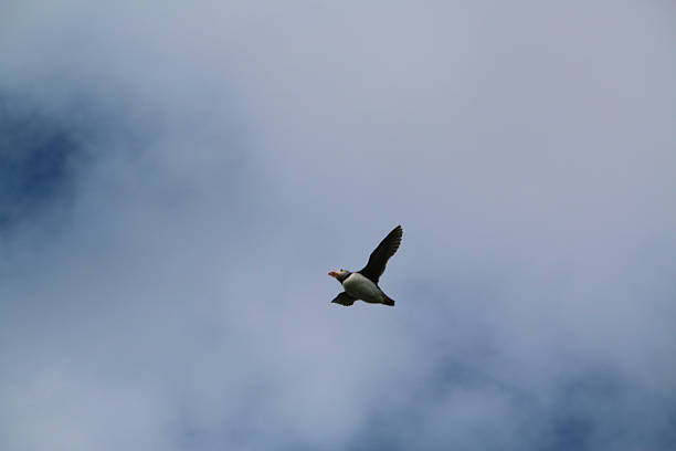 A view of a Puffin in flight on a sunny day