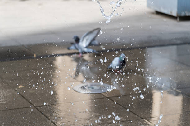 Pigeons enjoying a bath in the city fountain