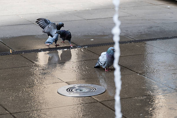 Pigeons taking a bath in the floor fountain in Budapest, Hungary