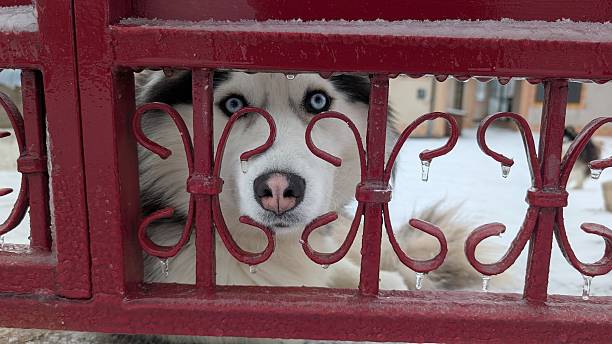 White husky peering through red railing, soulful blue eyes fixed on camera, ornamental iron scrollwork framing face, snowdusted