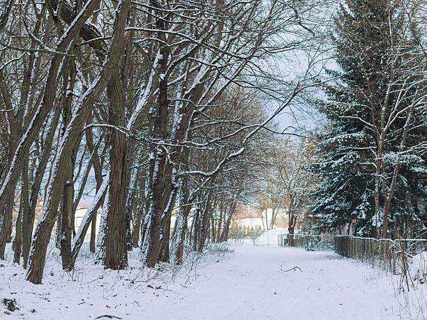 Snow-covered forest path with bare trees during quiet winter day. Concept of solitude, seasonal pause, calm nature background, copy space.