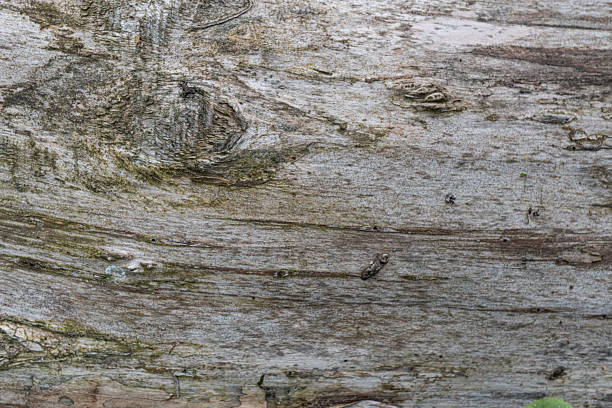 close-up of a tree bark surface with intricate textures, deep cracks, and natural ruggedness. Ideal for backgrounds, design, and environmental concepts.