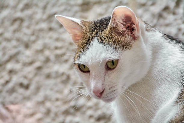 Obese grey British sorthair cat.Black and white color