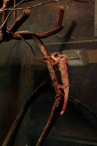 Panther chameleon, Brightly colored chameleon crawls on a tree branch