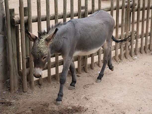 Close-up shot of curious donkey standing on green pasture and looking at camera through metal wire fence
