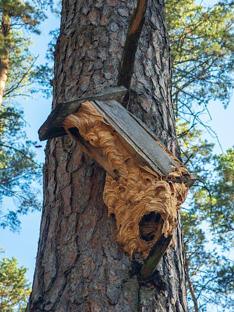 A wooden birdhouse, suspended from a pine tree in the forest, has been completely taken over and transformed into a large nest of wasps or hornets
