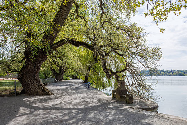 Historic lakeside path with old willow trees on Mainau Flower Island.