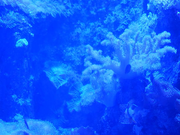 White soft coral and a small fish in a vibrant blue lit aquarium.  The scene is a sereneunderwater marine life environment with artificial rock formations and aquatic plants.