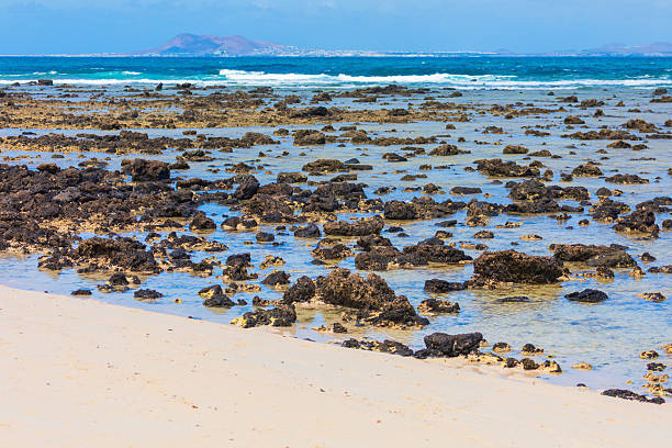 Fuerteventura rugged scene with dark volcanic rocks covering the sandy shore at low tide, vibrant blue ocean and distant island. Dramatic natural landscape typical of the Canary Islands coastlines