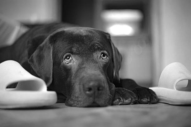 A black Labrador is lying on the floor next to a pair of slippers. Black and white photograph.