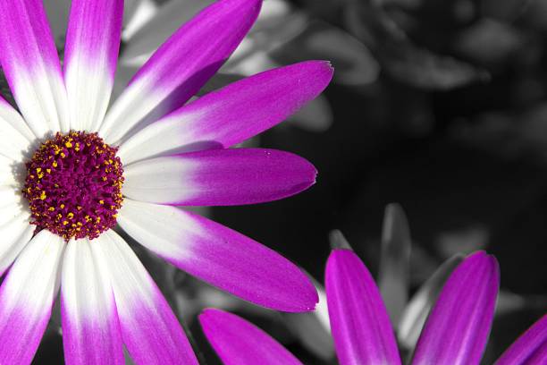 A macro shot of a Senecio (Cineraria) flower featuring bright purple and white petals with a detailed yellow and burgundy center. The floral subject is isolated using selective colour against a desaturated, black and white blurred background.