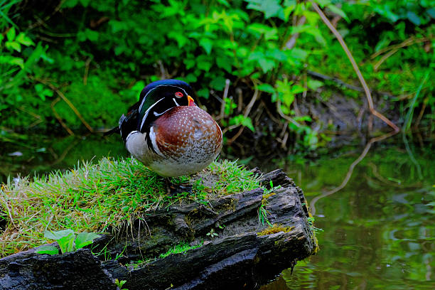 Male Wood Duck resting